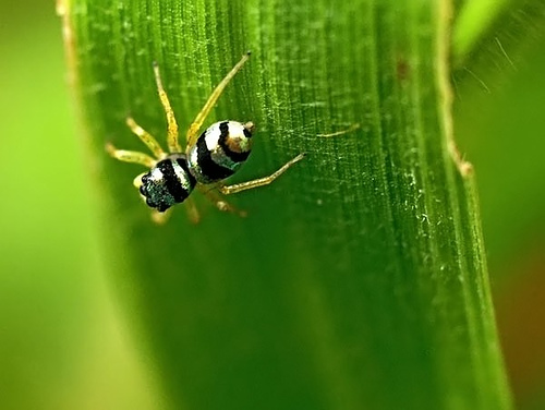 bug