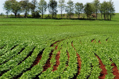 agricultura