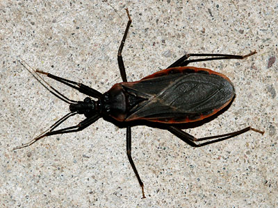 kissing bug