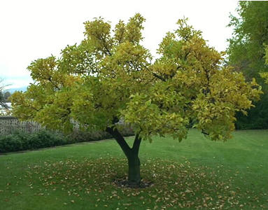 tree